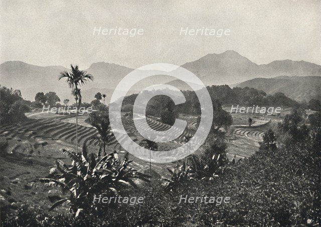 'Reisfelder in Terrasen angelegt', 1926. Artist: Unknown.