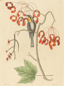 The Yellow Throated Creeper, published 1754. Creator: Mark Catesby.