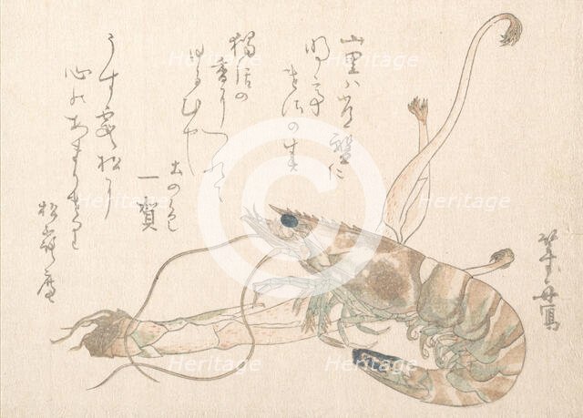 Shrimp and Udo Plant. Creator: Uematsu Toshu.