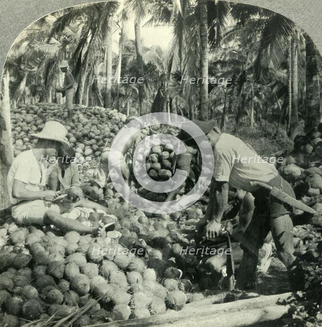 'Husking Coconuts - a Familiar Scene in the Great Coconut Country near Pagsanjan, Island of Luzon, P Creator: Unknown.