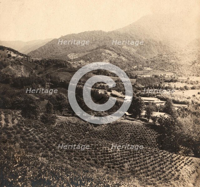 Tea plantations, Chakva, between 1905 and 1915. Creator: Sergey Mikhaylovich Prokudin-Gorsky.