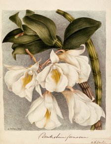 Dendrobium Formosum, c. 1839.