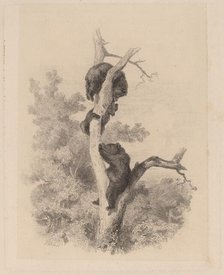 Les ours. Creator: Karl Bodmer.