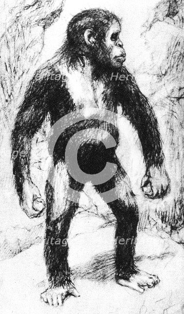 Taungs Ape-Man. Artist: Unknown