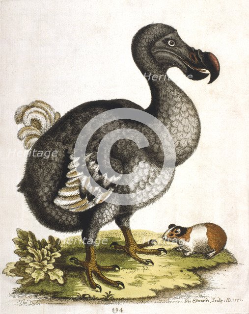 Dodo and guinea pig, 1750. Artist: George Edwards