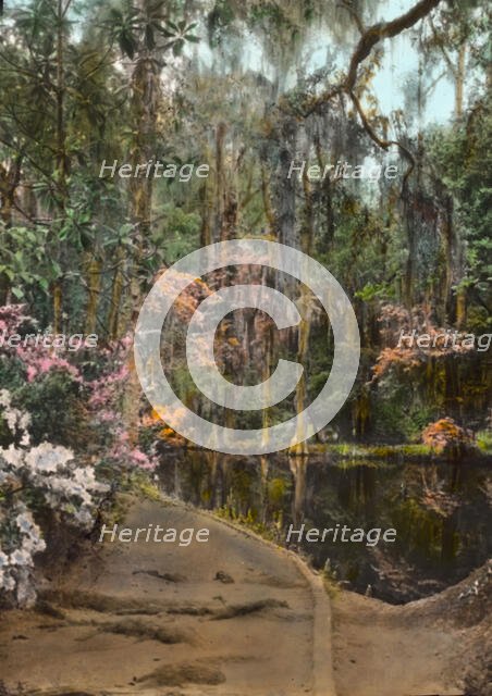 "Magnolia Plantation," 3550 Ashley River Road, Charleston, South Carolina, 1928. Creator: Frances Benjamin Johnston.