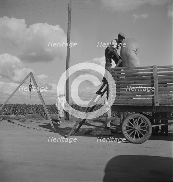 Loading cotton after weighing, San Joaquin Valley, California, 1938. Creator: Dorothea Lange.