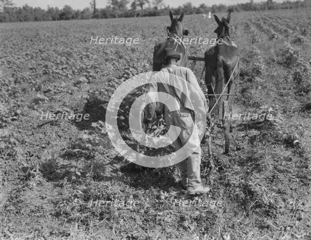 Sharecropper cultivating cotton with team, Near Shreveport, Louisiana, 1937. Creator: Dorothea Lange.