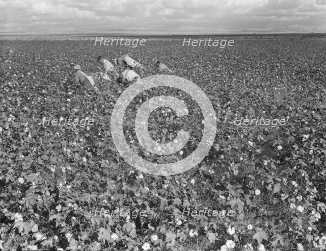 Migratory field worker picking cotton in San Joaquin Valley, CA, 1938. Creator: Dorothea Lange.