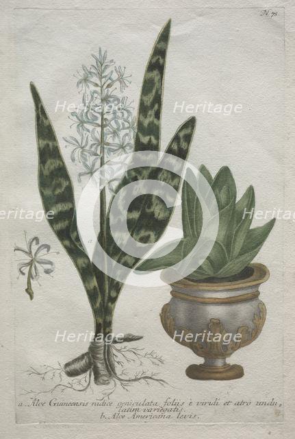 Aloes. Creator: Bartholomaus Seutter (German, 1678-1754); Johann Jakob Haid (German, 1704-1767).