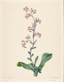 Echeveria Grandiflora, 1847. Creator: Elisabeth Johanna Koning.