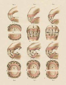 'Description of Plate Showing the Age, As Indicated By The Teeth', c1879. Creator: Unknown.