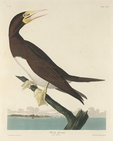 Booby Gannet, 1834. Creator: Robert Havell.