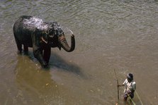 Elephant cooling off in a river in Sri Lanka. Artist: CM Dixon Artist: Unknown