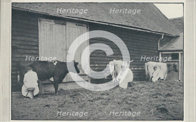 'Milking Cows', 1910. Artist: Pictorial Agency.
