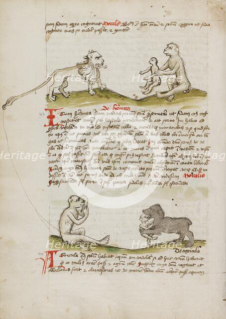 A Lion with a Monkey and his Young: A Monkey: A Bear Eating a..., third quarter of 15th century. Creator: Unknown.