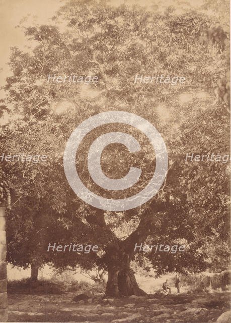 The Walnut Tree of Emperor Charles V, Yuste, 1858. Creator: Charles Clifford.