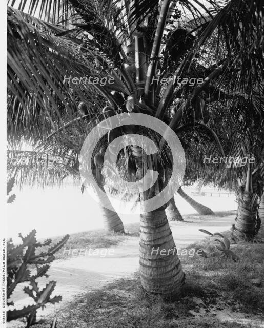 Cocoanut trees, Palm Beach, Fla., between 1900 and 1906. Creator: Unknown.