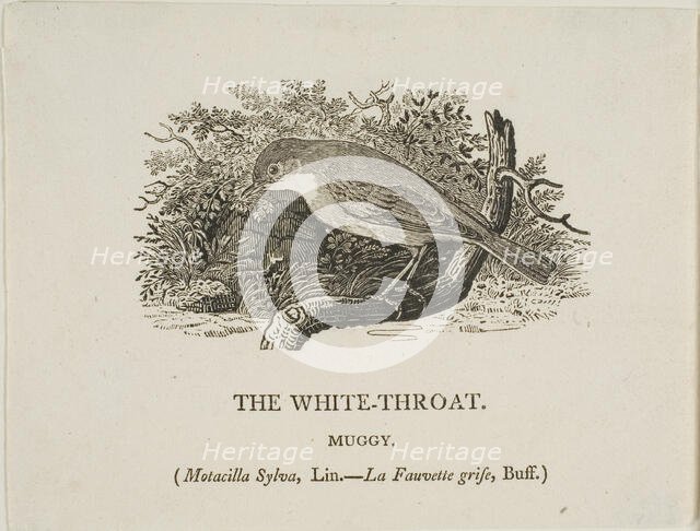 White Throat (Bird), n.d. Creator: Thomas Bewick.