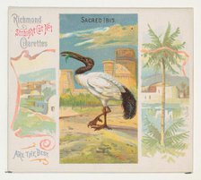 Sacred Ibis, from Birds of the Tropics series (N38) for Allen & Ginter Cigarettes, 1889. Creator: Allen & Ginter.
