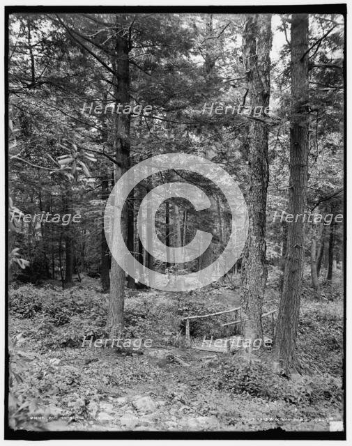 Path thro' the woods, Mt. Pocono, Pa., c1905. Creator: Unknown.