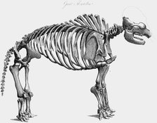 Giant mastodon skeleton, 1830. Artist: Unknown