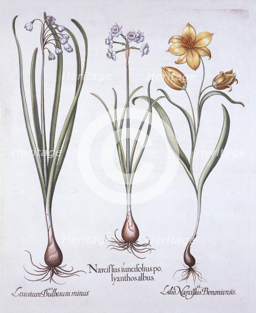 Narcissus, Tulip and Summer Snowflake, from 'Hortus Eystettensis', by Basil Besler (1561-1629), pub.