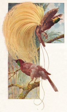 'Great Birds of Paradise', 1910, (1911). Artist: Louis Fairfax Muckley.
