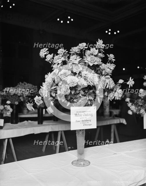 Madame Chatenay roses, American Carnation Society Exhibition, Detroit, Mich., between 1900 and 1905. Creator: Unknown.