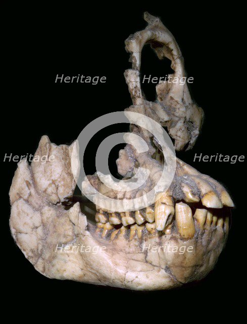Part of the skull of Sivapithecus Sivalensis. Artist: Unknown