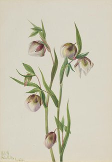 White Fairy Lantern (Calochortus albus), 1933. Creator: Mary Vaux Walcott.