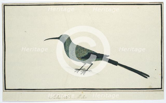 Nectarinia famosa (Malachite sunbird), 1777-1786. Creator: Robert Jacob Gordon.