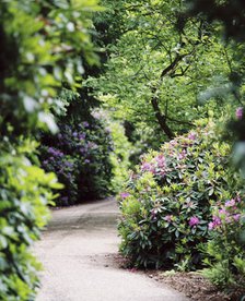 Flowering rhododendrons, gardens of Witley Court, Great Witley, Worcestershire, c2000-c2017. Artist: James O Davies.
