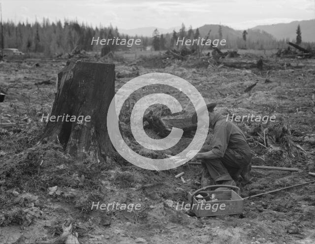 Farmer preparing to blow tamarack stump, Bonner County, Idaho, 1939. Creator: Dorothea Lange.