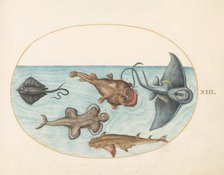 Animalia Aqvatilia et Cochiliata (Aqva): Plate XXIV, c. 1575/1580. Creator: Joris Hoefnagel.