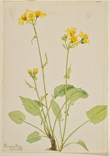 Ragwort (Senecio burkei), 1917. Creator: Mary Vaux Walcott.