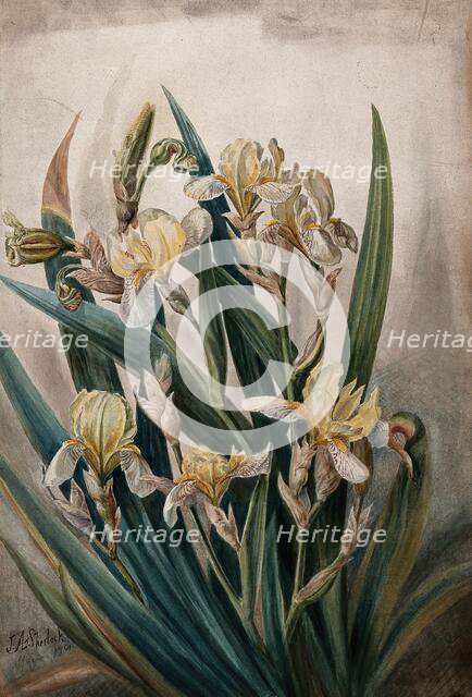 Cream iris flowers, 1901. Creator: JA Sherlock.