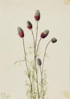 Purple Prairieclover (Petalostemon purpureum), 1927. Creator: Mary Vaux Walcott.