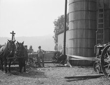 Cooperating farmers feeding corn from the wagon..., near West Carlton, Yamhill County, Oregon, 1939. Creator: Dorothea Lange.