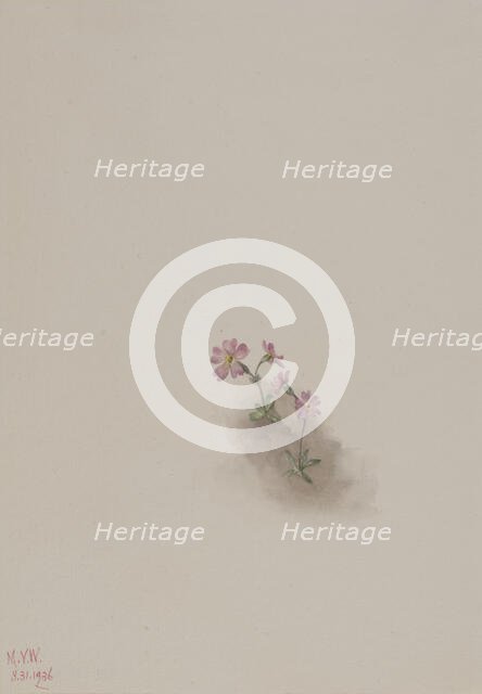 Untitled--Flower Study, 1936. Creator: Mary Vaux Walcott.