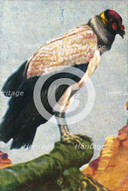 King vulture, c1928. Creator: Unknown.