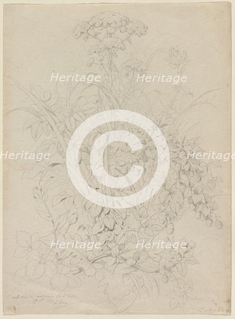 Plant Study, 1857. Creator: Eugene Bléry (French, 1805-1886).