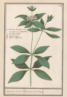 Silk plant (Asclepias syriaca), 1596-1610. Creators: Anselmus de Boodt, Elias Verhulst.