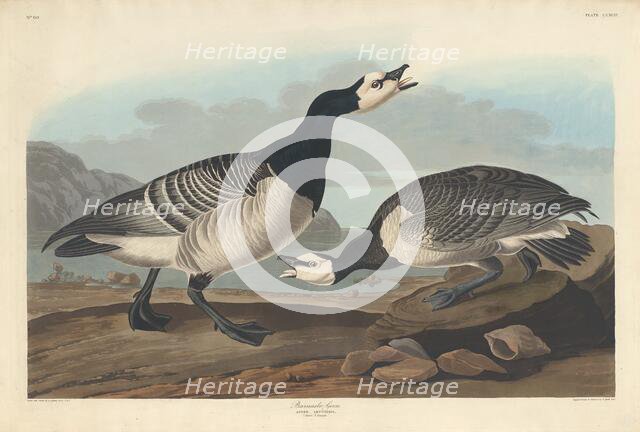 Barnacle Goose, 1836. Creator: Robert Havell.