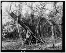 Rubber tree, Lake Worth, Fla., between 1880 and 1897. Creator: William H. Jackson.