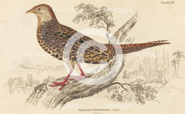 Phasianus Versicolor - Female. Creator: William Home Lizars.