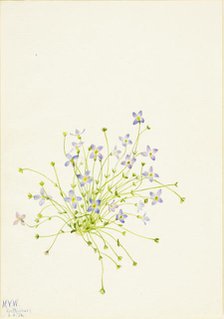 Bluets (Houstonia serpyllifolia), 1934. Creator: Mary Vaux Walcott.