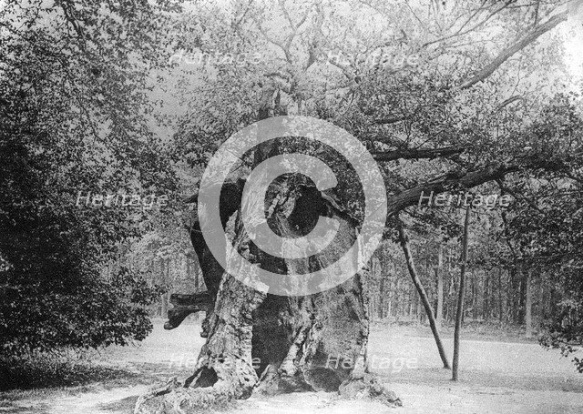 The 'Shambles' Oak, Sherwood Forest, 1904. Artist: Unknown