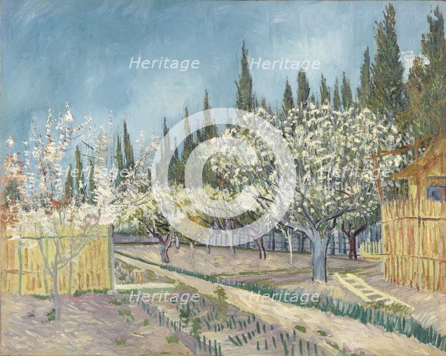 Orchard bordered by cypresses, 1888.