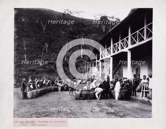 Weighing tea, Bengal, c1920. Creator: Bourne & Shepherd.